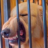 生後４ヵ月からある"大型犬の変なクセ"…「顔がすごいことにｗ」「普段はイケメンなのにｗ」思った以上の光景に18万再生の反響と爆笑の声