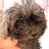 全身ボロボロで閉ざされた世界しか知らなかった犬を保護→まるで別犬のような『現在の姿』に「本当よかった」「笑顔にあふれた家族」と感動