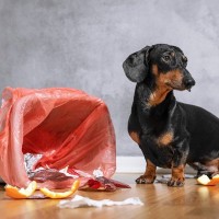 犬が異物を食べちゃった！そんなとき飼い主はどうしたらいい？【現役獣医が解説】