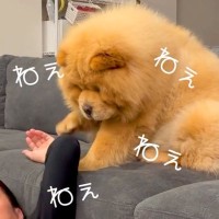 お父さんがゴロゴロしていたら、犬が…思った以上にあざとい『構ってアピール』が22万再生「ぬいぐるみ過ぎる」「中に人間入ってる？」と悶絶