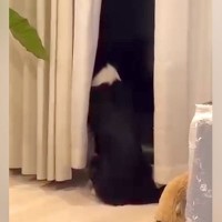 『帰ってこないよ…』海外出張中のお父さんを待ち続ける犬→思った以上に『切ない後ろ姿』が11万再生「人間の子供みたい」「健気すぎる」の声