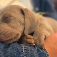 犬を飼うことに反対していた夫→1年後『犬との暮らしを教えてくれて…』現在の光景に感動「気付いたら泣いてた」「愛が溢れてる」と3万再生