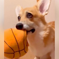 『ブルブルするおもちゃが大好きな犬』だと思っていたら…『衝撃の事実』が判明する光景が222万再生「まさかのｗ」「ブルブルじゃなくて草」