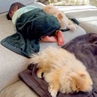 赤ちゃんが体調不良になったら、２匹の犬が…心温まる光景に「尊すぎます」「幸せ空間」と２万再生の反響