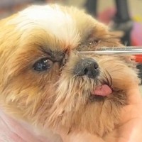 『自由が無かった繁殖場』から保護された犬→初めてのトリミングで…涙が出る『ビフォーアフター』に「幸せになって」「優しさ伝わる」と感動の声