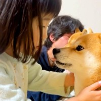 ３歳の女の子が『柴犬のニオイチェック』をした結果→まさかの『辛辣すぎる感想』に爆笑「複雑そうな顔で草」「うちは昆布です」と13万再生