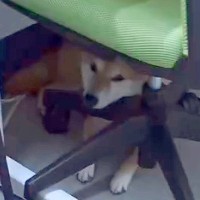 『犬がいる職場』の1日に密着した結果→犬好きにとって『最高すぎる光景』が27万再生「夢のよう」「キツくてもホッとできそう」と羨望の声