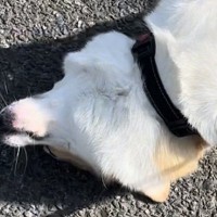 散歩をしていたら、犬が…お母さんを困らせた『大胆過ぎるお昼寝』が可愛すぎると13万表示「日光浴かな」「お腹を乾かしております」と爆笑