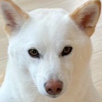 何気なく振り向いたら、犬が後ろで…もはや武士？爆笑必至な『まさかの姿勢』に12万いいね集まる「完璧な構えｗ」「殿、散歩の時間で御座る」
