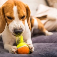 『飼い主のストレス』が愛犬に与えている影響4つ　生じる変化から注意すべきポイントまで
