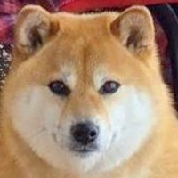 犬をシャンプーした結果『なんかムキムキになったんだけど…』完全に想定外な"まさかの姿"が371万表示「もはや芸術」「プロテインｗ」と爆笑