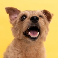 『飼い主が立ち上がった途端』犬が吠える心理4つ　考えられる原因から改善策まで