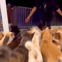 4日ぶりに帰宅した結果したら『33匹の保護犬』が…想定以上な『圧巻の熱烈歓迎』に「幸せな気持ちになる」「最高すぎ」と24万再生