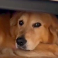 『怖いからヤダ！』雷に怯えてソファの下から出ない大型犬→愛する父が帰ってきたら…まさかの行動に「大変そうｗ」「笑顔可愛い」と11万再生