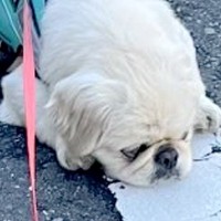 『道行く人に笑われるのよ…』散歩中の犬がよくする"あるあるな光景"に1万2000いいね「行き倒れ犬、大好物」「うちも同じ」共感の声も