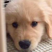 大型犬の赤ちゃんを飼った時『きっと今が1番可愛い』と思っていたら…思わず共感してしまう『現在の心境』に「分かる」「毎日更新です」の声