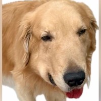 ステージ4の癌で『余命1ヵ月』を宣告された大型犬→絶望していたら…涙溢れる『奇跡的な光景』が13万再生「奇跡って本当にあるんだ」と感動