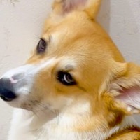 トイレ行くと毎回ついて来る犬→構ってほしいのかと思いきや…想定外だった『まさかの態度』が121万再生「面倒くさそうｗ」「顔がｗ」と爆笑