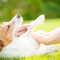 犬が飼い主の前で『ゴロンと転がる』心理5選　何を伝えたいの？不思議な行動をみせる理由とは