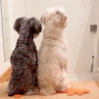 単身赴任していたお父さんが帰宅→2匹の犬がお出迎えをして…愛に溢れた『本当のおかえり』に感動「泣ける」「後ろ姿が健気」と7万再生の反響