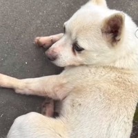 種子島で放浪していた犬を保護→お世話した男の子が『名付け親』になり…感動の結末に涙が止まらないと４万再生「素敵なご縁」「おめでとう」