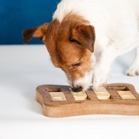 愛犬に新しいモノを与えても嫌がる心理4選　新品グッズを使ってもらうために飼い主ができることとは？