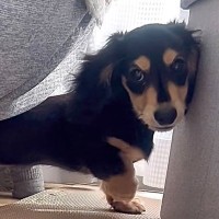 『男らしく厳しく育てよう』と決めて飼った赤ちゃん犬→想像もできなかった『現在の光景』が16万再生「呼び方の変化分かるｗ」「同じく」の声