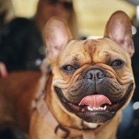 犬が『舌を出している』ときの理由4つ　主な心理・原因から注意すべきポイントまで