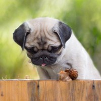 犬が『カタツムリ』を食べたらどうなる？万が一、誤食してしまった場合の応急処置まで