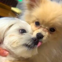 同居犬が亡くなり落ち込んでいた犬→新しい家族が増えたら…感動的な『現在の光景』に「幸せそうで素敵」「一緒に幸せになって」と反響