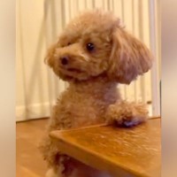 構ってほしい犬→相手にせずにいたら…無視できない『小さな抗議デモ』の様子が59万再生「可愛くてたまらん」「人間の子供みたいｗ」と悶絶