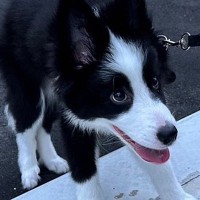 散歩デビューをした子犬→数日後に…想定よりも早い『まさかの成長』を見せる光景が130万表示「まだ2周いける面構えｗ」「さすが賢い」と絶賛