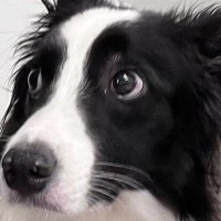 頭痛改善のため、頭に冷却シートを貼った結果→犬が…辛辣すぎる『まさかのリアクション』に3万いいね「思った以上にドン引きしてて草」「顔ｗ」