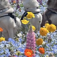 『こっちみろーい』3頭のハスキー犬の集合写真を撮ろうとした結果→予想外な『まさかの展開』に10万いいね「逆にすごいｗ」「らしさ全開で草」