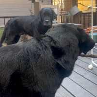 １本の棒を取り合う２匹の大型犬→人間の兄弟のような『可愛すぎるケンカ』が話題に「子供と同じ」「もうほんと可愛いｗ」の声