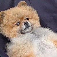 庭でバーベキューをしていたら、自然に参加してきた犬→まさかの『人間味が強すぎる光景』に16万いいねの反響　あまりにも貫禄がある姿が話題に