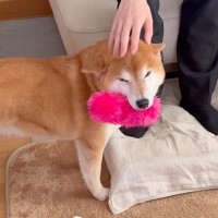 数年ぶりに５人家族が全員集合したら、２匹の犬が…対称的すぎる『お出迎えスタイルの違い』が５万再生「明らかに違うｗ」「素敵なご家族」