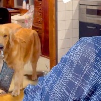 なぜか『おばあちゃんのポーチ』をくわえている大型犬…本当の目的と『微笑ましい結末』に「やり手だｗ」「ほっこりした」と絶賛の声