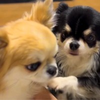 『あたちを撫でて！』２匹の小型犬を同時に構っていたら…まさかの『取り合いに発展する光景』が愛おしいと７万再生「仕草可愛い」「幸せすぎ」