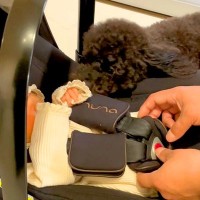 生まれたばかりの赤ちゃんと犬の初対面→思った以上に『大興奮しているご挨拶』に「興味津々で可愛い」「素敵な光景で感動」と絶賛の声