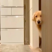 『シャワーあびてくるね』お風呂中に大型犬を隠し撮りしてみたら…思った以上に『健気すぎる行動』が64万再生「覗いてるの可愛すぎるｗ」