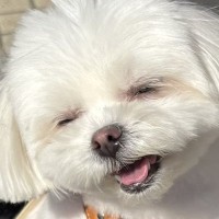 マクドナルドの店員さんに『かわいい！』と褒められた犬→ご機嫌で見せた『可愛すぎる表情』が224万表示「いい笑顔」「世界を救う」と絶賛