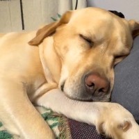 『こんなにも可愛い寝顔の大型犬が…』深い眠りに入った途端、想像の遥か上をいく『ひどすぎる表情』が314万再生「電車で見ちゃダメ」と爆笑
