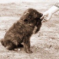 迷子犬と出会った時にしてはいけないNG行動4つ　知っておかないと大変なことに…？正しい対処法とは