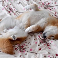 犬が飼い主の前で『へそ天』をする心理5選　無防備な状態でくつろいでもらうためにはどうしたらいいの？