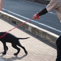 犬がリードを引っ張っている時の『絶対NG行為』5選　しつけの悪影響となる可能性も…