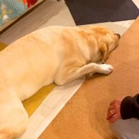 変な音がしたので駆け付けると、イタズラした大型犬が…まさかの『証拠隠滅方法』と『失礼すぎる行動』が23万再生「もう人間ｗ」「必死ｗｗ」