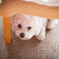犬が『苦手な人』に対してとる仕草や行動5つ　懐いてもらえない原因から改善策まで解説
