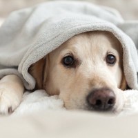 犬に精神的苦痛を与える『最悪な行動』5選　愛犬が恐怖心やトラウマを抱える絶対NG行為とは