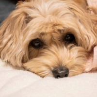 犬が『痛み』を感じているときにみせる仕草や行動5選　重症化の可能性がある危険な症状とは